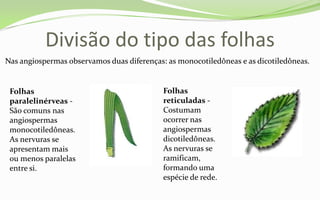 Divisão do tipo das folhas
Nas angiospermas observamos duas diferenças: as monocotiledôneas e as dicotiledôneas.


 Folhas                                     Folhas
 paralelinérveas -                          reticuladas -
 São comuns nas                             Costumam
 angiospermas                               ocorrer nas
 monocotiledôneas.                          angiospermas
 As nervuras se                             dicotiledôneas.
 apresentam mais                            As nervuras se
 ou menos paralelas                         ramificam,
 entre si.                                  formando uma
                                            espécie de rede.
 
