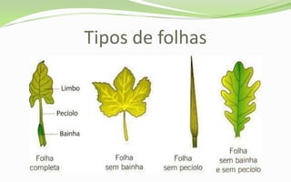 Tipos de folhas
 
