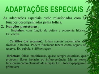 ADAPTAÇÕES ESPECIAIS As adaptações especiais estão relacionadas com as funções desempenhadas pelas folhas . Funções protetoras:  Espinhos : com função de defesa e economia hídrica. Ex::cactus Catáfilos   (ou escamas ): folhas sesseis encontradas em rizomas e bulbos. Podem funcionar tabém como orgãos de reserva. Ex. cebola  (  Allium cepa ).  Brácteas : folhas modificadas, quase sempre coloridas, que protegem flores isoladas ou influorescência. Muitas vezes funcionam como elemento de atração. Ex: Flor-de-papagaio e primavera  