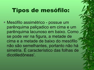 Tipos de mesófilo: Mesófilo assimétrico - possue um parênquima paliçadico em cima e um parênquima lacunoso em baixo. Como se pode ver na figura, a metade de cima e a metade de baixo do mesófilo não são semelhantes, portanto não há simetria. É característico das folhas de dicotiledôneas'. 