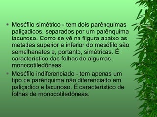 Mesófilo simétrico - tem dois parênquimas paliçadicos, separados por um parênquima lacunoso. Como se vê na fiigura abaixo as metades superior e inferior do mesófilo são semelhanates e, portanto, simétricas. É característico das folhas de algumas monocotiledôneas. Mesófilo indiferenciado - tem apenas um tipo de parênquima não diferenciado em paliçadico e lacunoso. É característico de folhas de monocotiledôneas. 