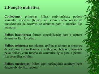 2.Função nutritiva   Cotilédones : primeiras folhas embrionárias; podem acumular reservas (feijão) ou servir como órgão de transferência de reservas do albúmen para o embrião Ex: mamona  Folhas insetívoras:  formas especializadas para a captura de insetos Ex.: Drosera . Folhas coletoras:  nas plantas epífitas é comum a presença de estruturas semelhantes a ninhos ou bolsas , formada pelas folhas, com função de acumular água para a planta. Ex: bromélias epífitas Folhas suculentas : folhas com parênquima aquífero bem desenvolvido. Ex: babosa 