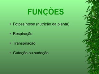 Fotossíntese (nutrição da planta) Respiração Transpiração Gutação ou sudação FUNÇÕES 