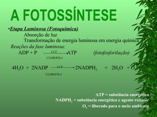 Etapa Luminosa (Fotoquímica) Absorção de luz  Transformação de energia luminosa em energia química Reações da fase luminosa: ADP + P  LUZ   ATP  (fotofosforilação)   CLOROFILA 4H 2 O  +  2NADP  LUZ   2NADPH 2   +  2H 2 O  + O 2 CLOROFILA ATP = substância energética NADPH 2  = substância energética e agente redutor O 2  = liberado para o meio ambiente A FOTOSSÍNTESE 