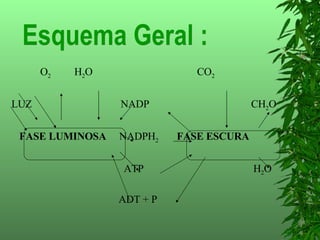 O 2   H 2 O  CO 2 LUZ  NADP  CH 2 O FASE LUMINOSA   NADPH 2   FASE ESCURA ATP  H 2 O ADT + P  Esquema Geral : 