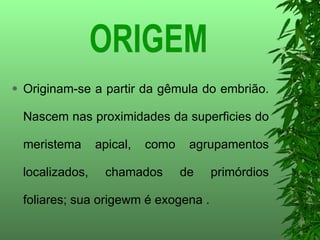 Originam-se a partir da gêmula do embrião. Nascem nas proximidades da superficies do meristema apical, como agrupamentos localizados, chamados de primórdios foliares; sua origewm é exogena . ORIGEM 