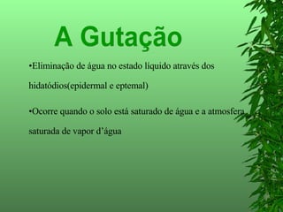 Eliminação de água no estado líquido através dos hidatódios(epidermal e eptemal) Ocorre quando o solo está saturado de água e a atmosfera saturada de vapor d’água A Gutação 