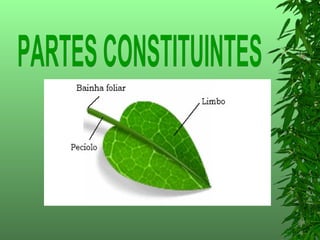 PARTES CONSTITUINTES 