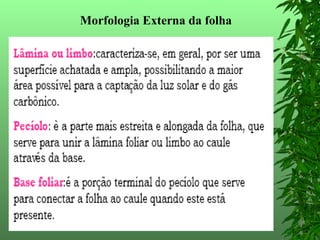 Morfologia Externa da folha 