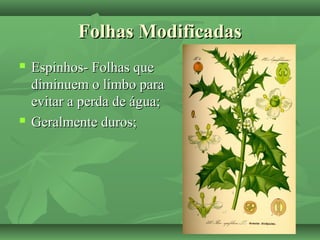 Folhas ModificadasFolhas Modificadas
 Espinhos- Folhas queEspinhos- Folhas que
diminuem o limbo paradiminuem o limbo para
evitar a perda de água;evitar a perda de água;
 Geralmente duros;Geralmente duros;
 