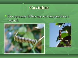 GavinhasGavinhas
 São pequenas folhas que servem para fixar oSão pequenas folhas que servem para fixar o
vegetal;vegetal;
 