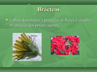 BrácteasBrácteas
 Folhas destinadas a proteção as flores e auxiliaFolhas destinadas a proteção as flores e auxilia
na atração dos polinizadores;na atração dos polinizadores;
 