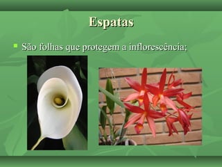 EspatasEspatas
 São folhas que protegem a inflorescência;São folhas que protegem a inflorescência;
 