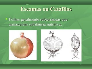 Escamas ou CatáfilosEscamas ou Catáfilos
 Folhas geralmente subterrâneas queFolhas geralmente subterrâneas que
armazenam substância nutritiva;armazenam substância nutritiva;
 