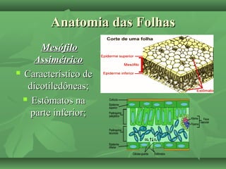 Anatomia das FolhasAnatomia das Folhas
MesófiloMesófilo
AssimétricoAssimétrico
 Característico deCaracterístico de
dicotiledôneas;dicotiledôneas;
 Estômatos naEstômatos na
parte inferior;parte inferior;
 