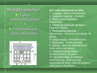 Mesófilo simétricoMesófilo simétrico
 TípicoTípico
monocotiledôneamonocotiledônea
ss
 Estômatos nasEstômatos nas
duas epidermes;duas epidermes;
c
i
r
c
u
l
a
ç
ã
o
d
e
g
a
s
e
s
;
6
-
C
é
l
u
l
a
A
n
e
x
a
-
a
r
m
a
Um corte transversal na folha:
1- Cutícula - reduz a transpiração;
2- Epiderme Superior - proteção;
3- Parênquima Paliçádico -
fotossíntese;
4- Tecido de Condução de Seiva -
Floema e Xilema;
5- Parênquima Lacunoso -
fotossíntese - favorece a circulação de
gases;
6- Célula Anexa - armazena água;
7- Estômatos - trocas gasosas ;
8- Ostíolo - abertura estomática por
onde entra e sai gases;
9- Câmara Subestomática -
armazenamento de gases;
10- Mesófilo Foliar -é o espaço
compreendido entre as duas
epidermes da folha, onde se localiza o
parênquima clorofiliano;
 