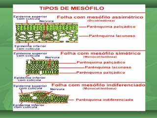 Slides da aula de Biologia (Renato) sobre Folha