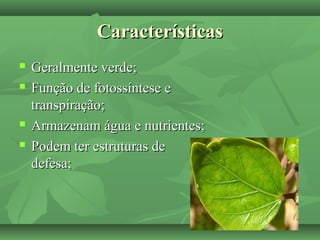 CaracterísticasCaracterísticas
 Geralmente verde;Geralmente verde;
 Função de fotossíntese eFunção de fotossíntese e
transpiração;transpiração;
 Armazenam água e nutrientes;Armazenam água e nutrientes;
 Podem ter estruturas dePodem ter estruturas de
defesa;defesa;
 