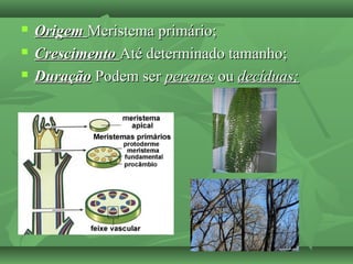  OrigemOrigem Meristema primário;Meristema primário;
 CrescimentoCrescimento Até determinado tamanho;Até determinado tamanho;
 DuraçãoDuração Podem serPodem ser perenesperenes ouou decíduas;decíduas;
 