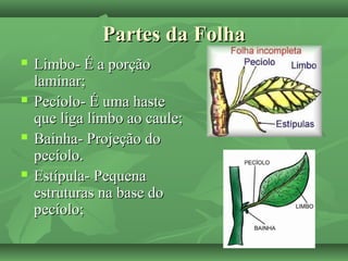 Partes da FolhaPartes da Folha
 Limbo- É a porçãoLimbo- É a porção
laminar;laminar;
 Pecíolo- É uma hastePecíolo- É uma haste
que liga limbo ao caule;que liga limbo ao caule;
 Bainha- Projeção doBainha- Projeção do
pecíolo.pecíolo.
 Estípula- PequenaEstípula- Pequena
estruturas na base doestruturas na base do
pecíolo;pecíolo;
 