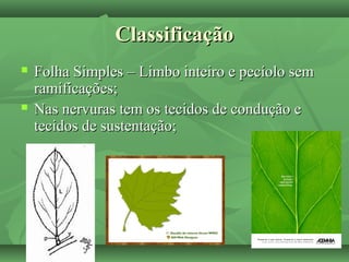 ClassificaçãoClassificação
 Folha Simples – Limbo inteiro e pecíolo semFolha Simples – Limbo inteiro e pecíolo sem
ramificações;ramificações;
 Nas nervuras tem os tecidos de condução eNas nervuras tem os tecidos de condução e
tecidos de sustentação;tecidos de sustentação;
 