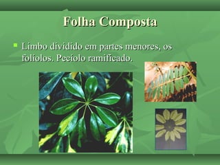 Folha CompostaFolha Composta
 Limbo dividido em partes menores, osLimbo dividido em partes menores, os
folíolos. Pecíolo ramificado.folíolos. Pecíolo ramificado.
 