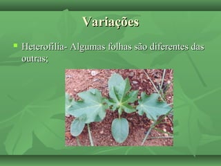 VariaçõesVariações
 Heterofilia- Algumas folhas são diferentes dasHeterofilia- Algumas folhas são diferentes das
outras;outras;
 