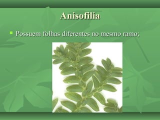 AnisofiliaAnisofilia
 Possuem folhas diferentes no mesmo ramo;Possuem folhas diferentes no mesmo ramo;
 
