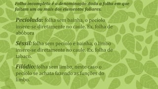 Folha incompleta é a denominação dada a folha em que
faltam um ou mais dos elementos foliares.
Peciolada: folha sem bainha, o pecíolo
insere-se diretamente no caule. Ex. folha de
abóbora
Séssil:folha sem pecíolo e bainha, o limbo
insere-se diretamente no caule. Ex. folha de
tabaco.
Filódio:folha sem limbo, neste caso o
pecíolo se achata fazendo as funções do
limbo.
 
