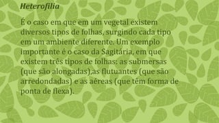 É o caso em que em um vegetal existem
diversos tipos de folhas, surgindo cada tipo
em um ambiente diferente. Um exemplo
importante é o caso da Sagitária, em que
existem três tipos de folhas: as submersas
(que são alongadas),as flutuantes (que são
arredondadas) e as aéreas (que têm forma de
ponta de flexa).
Heterofilia
 