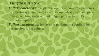Folhas coletoras: nas plantas epífitas é comum a presença
de estruturas semelhantes a ninhos ou bolsas , formada pelas
folhas, com função de acumular água para a planta. Ex:
bromélias epífitas
Folhas suculentas: folhas com parênquima aquífero bem
desenvolvido. Ex: babosa
Função nutritiva
 