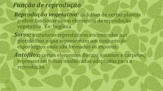 Reprodução vegetativa: as folhas de certas plantas
podem funcionar como elementos de reprodução
vegetativa . Ex: begônia
Soros: estruturas reprodutoras encontradas nas
pteridófitos e que representam um conjunto de
esporângios onde são formados os esporos.
Antófilos: certos elementos florais( estames e carpelos)
representam folhas modificadas adaptadas para a
reprodução.
Função de reprodução
 