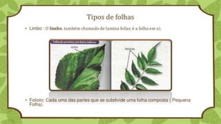 Classificação
Separando a folha em grandes grupos.
 