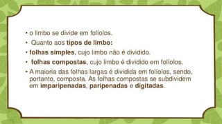 Classificação
Separando a folha em grandes grupos.
 