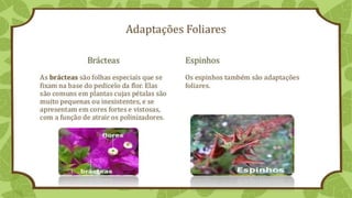 Classificação
Separando a folha em grandes grupos.
 