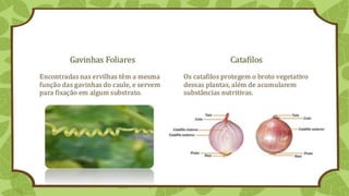Classificação
Separando a folha em grandes grupos.
 