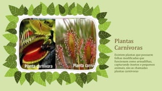 Classificação
Separando a folha em grandes grupos.
 