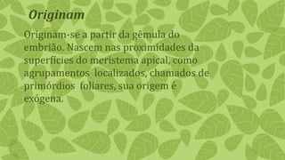 Originam
Originam-se a partir da gêmula do
embrião. Nascem nas proximidades da
superfícies do meristema apical, como
agrupamentos localizados, chamados de
primórdios foliares, sua origem é
exógena.
 