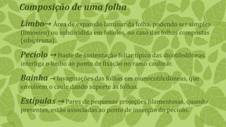 Composição de uma folha
Limbo→ Área de expansão laminar da folha, podendo ser simples
(limoeiro) ou subdividida em folíolos, no caso das folhas compostas
(sibipiruna).
Pecíolo →Haste de sustentação foliar típico das dicotiledôneas,
interliga o limbo ao ponto de fixação no ramo caulinar.
Bainha → Invaginações das folhas em monocotiledôneas, que
envolvem o caule dando suporte às folhas.
Estípulas →Pares de pequenas projeções filamentosas, quando
presentes, estão associadas ao ponto de inserção do pecíolo.
 