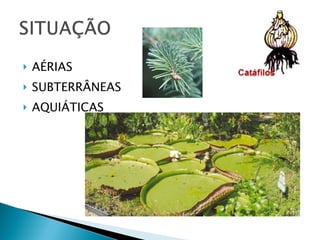 AÉRIAS SUBTERRÂNEAS AQUIÁTICAS