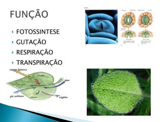 FOTOSSINTESE  GUTAÇÃO RESPIRAÇÃO TRANSPIRAÇÃO  
