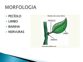 PECÍOLO LIMBO BAINHA NERVURAS