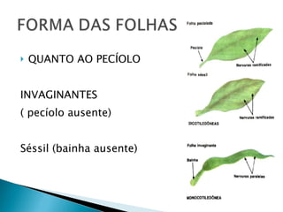 QUANTO AO PECÍOLO  INVAGINANTES  ( pecíolo ausente) Séssil (bainha ausente)  