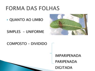QUANTO AO LIMBO  SIMPLES  - UNIFORME  COMPOSTO – DIVIDIDO  IMPARIPENADA  PARIPENADA DIGITADA  