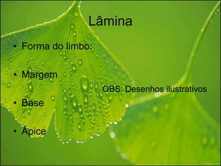 Lâmina
• Forma do limbo:

• Margem
                    OBS: Desenhos ilustrativos
• Base

• Ápice
 