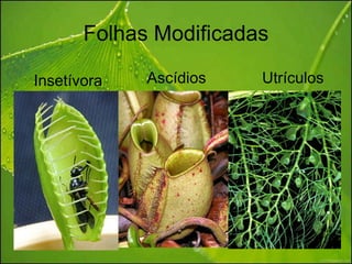 Folhas Modificadas

Insetívora   Ascídios   Utrículos
 