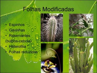 Folhas Modificadas

• Espinhos
• Gavinhas
• Reservantes
(bulbos-cebola)
• Heterofilia *
• Folhas reduzidas
 