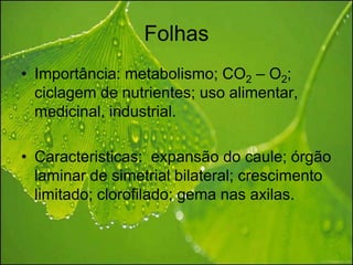 Folhas
• Importância: metabolismo; CO2 – O2;
  ciclagem de nutrientes; uso alimentar,
  medicinal, industrial.

• Caracteristicas: expansão do caule; órgão
  laminar de simetrial bilateral; crescimento
  limitado; clorofilado; gema nas axilas.
 