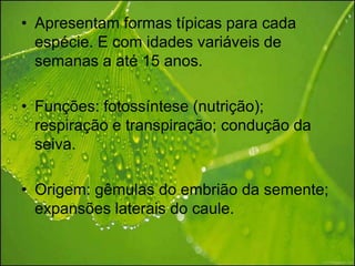 • Apresentam formas típicas para cada
  espécie. E com idades variáveis de
  semanas a até 15 anos.

• Funções: fotossíntese (nutrição);
  respiração e transpiração; condução da
  seiva.

• Origem: gêmulas do embrião da semente;
  expansões laterais do caule.
 