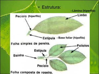 • Estrutura:
                            - Lâmina (hiperfilo)
(hiperfilo)




                 - Base foliar (hipofilo)
 
